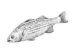 Seabass-bar-poisson