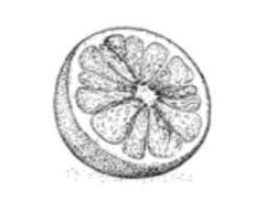 grapefruit