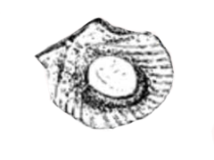 scallops