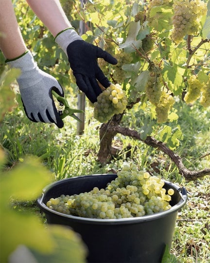 Récolte Harvest