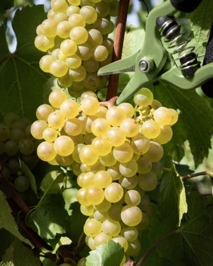 Récolte Harvest