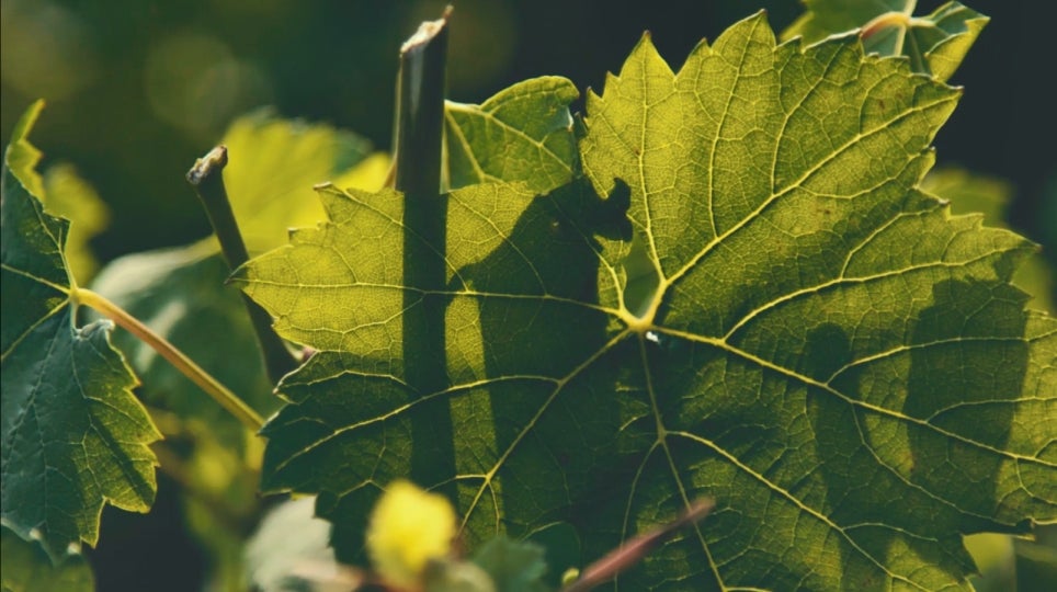 Vignes Perrier Jouet