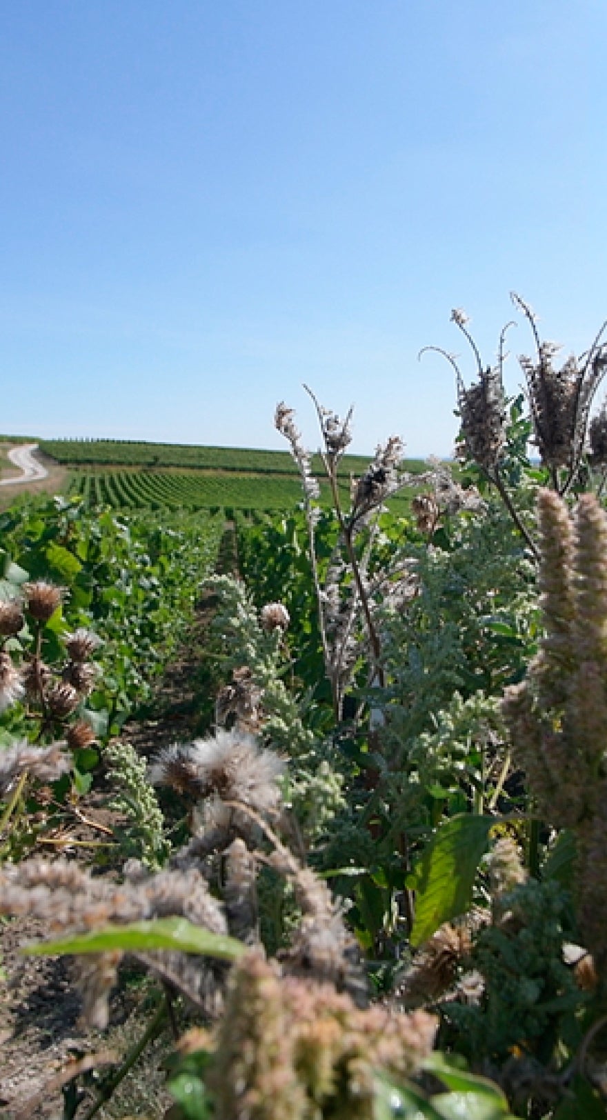 Harvest 