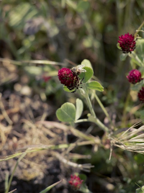 BSR Regenerative viticulture